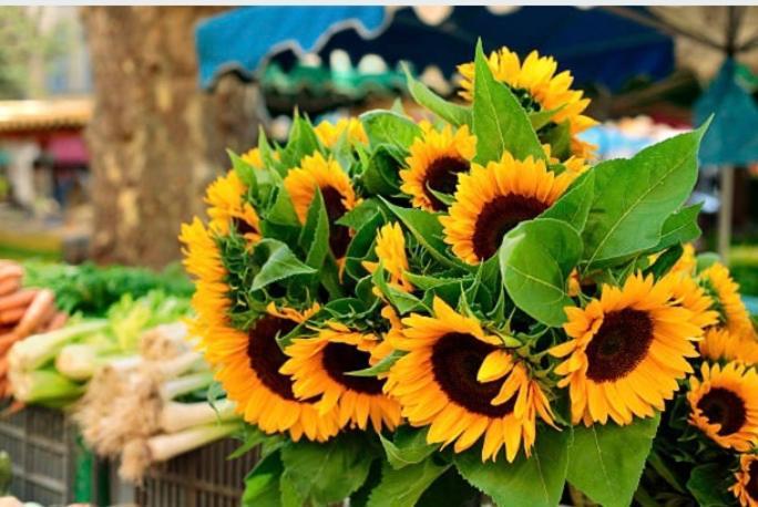 Gite Des Tournesols Oradour-Fanais Esterno foto